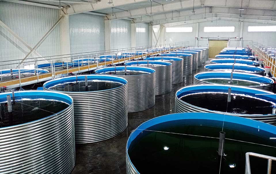 Yadong Salmon Health Cultivation Project in Yadong County, Tibet